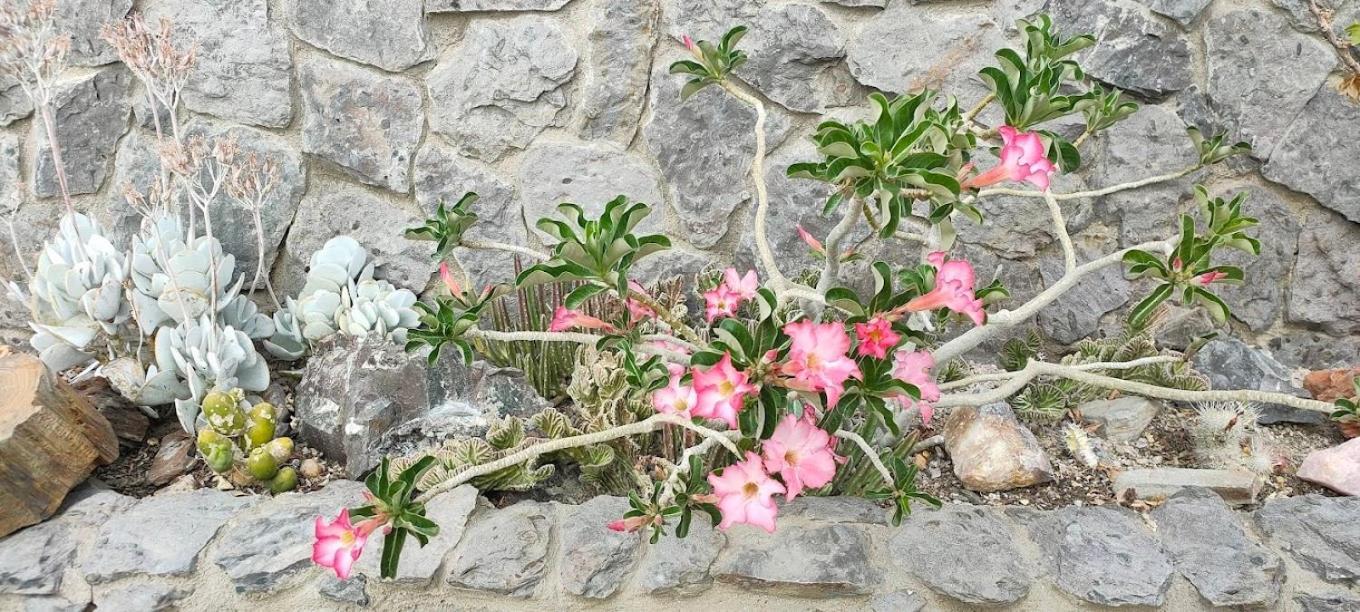 3 Aloes Guesthouse Uis Εξωτερικό φωτογραφία